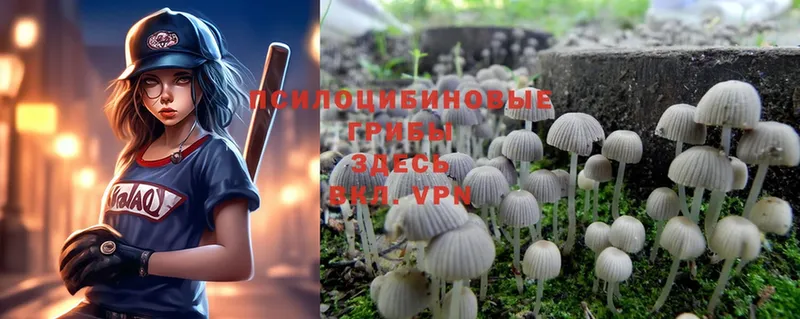 купить   Санкт-Петербург  Галлюциногенные грибы MAGIC MUSHROOMS 